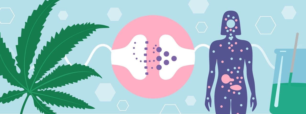 what are cannabinoids?